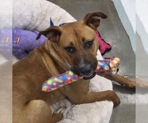 Mutt Dogs for adoption in Canton, CT, USA