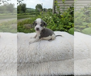 Mutt Dogs for adoption in SHERBURNE, NY, USA
