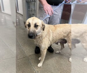 Anatolian Shepherd Dogs for adoption in Jackson, CA, USA