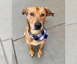 Labrador Retriever Dogs for adoption in Tulsa, OK, USA