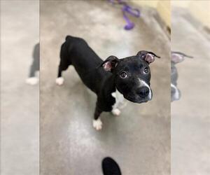 American Pit Bull Terrier-Unknown Mix Dogs for adoption in Texas City, TX, USA