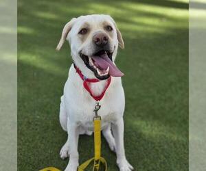 Labrador Retriever-Unknown Mix Dogs for adoption in Las Vegas, NV, USA