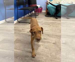 Labrador Retriever-Unknown Mix Dogs for adoption in Cliffwood, NJ, USA