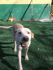 Medium Photo #1 Labrador Retriever-Unknown Mix Puppy For Sale in Temple, GA, USA
