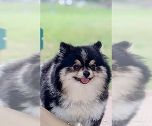 Pomeranian Dogs for adoption in Hudson, NY, USA