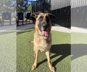 German Shepherd Dog-Unknown Mix Dogs for adoption in Elk Grove, CA, USA