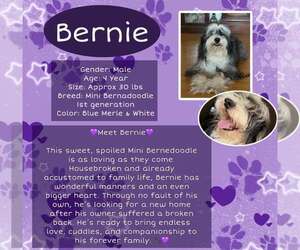 Bernese Mountain Dog-Poodle (Miniature) Mix Dogs for adoption in Rancho Cordova, CA, USA