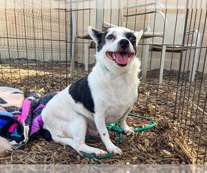 Chihuahua Dogs for adoption in Orange, CA, USA