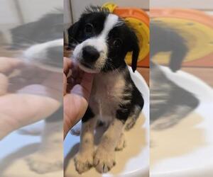 Maltipoo Dogs for adoption in San Antonio, TX, USA
