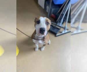 American Pit Bull Terrier Dogs for adoption in Chula Vista, CA, USA