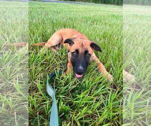 Mutt Dogs for adoption in Stevens Point, WI, USA