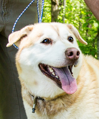 Alaskan Husky-Unknown Mix Dogs for adoption in Clarkesville, GA, USA