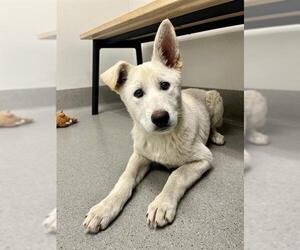 German Shepherd Dog-Siberian Husky Mix Dogs for adoption in San Francisco, CA, USA