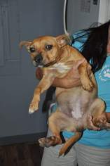 Chihuahua-Unknown Mix Dogs for adoption in Graniteville, SC, USA