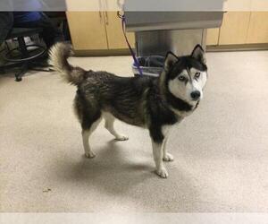 Siberian Husky Dogs for adoption in Riverside, CA, USA