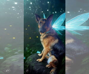 German Shepherd Dog Dogs for adoption in Woodland Hills, CA, USA