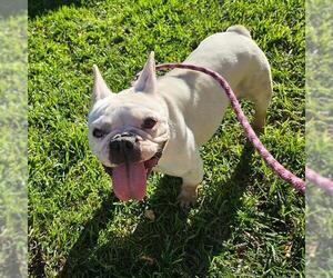 French Bulldog Dogs for adoption in Camarillo, CA, USA