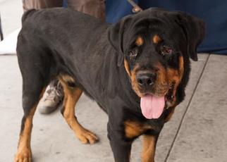 Rottweiler Dogs for adoption in Pasadena, CA, USA
