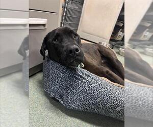 Catahoula Leopard Dog-Labrador Retriever Mix Dogs for adoption in Lee's Summit, MO, USA