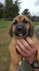 Medium Photo #1 Labrador Retriever-Unknown Mix Puppy For Sale in Garner, NC, USA