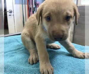 Great Pyrenees-Unknown Mix Dogs for adoption in Riverside, CA, USA