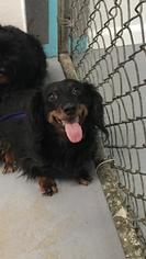 Dachshund Dogs for adoption in Troy, IL, USA