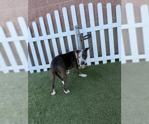 American Pit Bull Terrier Dogs for adoption in Modesto, CA, USA