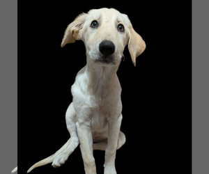 Labrador Retriever-Unknown Mix Dogs for adoption in Vail, AZ, USA