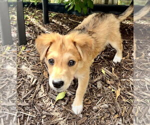 Medium Photo #3 Australian Shepherd-Unknown Mix Puppy For Sale in Royal Palm Beach, FL, USA