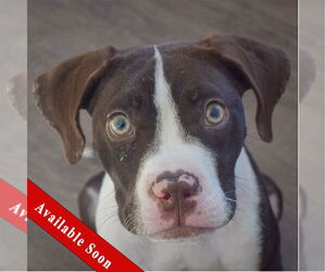 American Staffordshire Terrier-Boxer Mix Dogs for adoption in Huntley, IL, USA