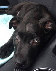 Labrador Retriever Dogs for adoption in Wolfeboro, NH, USA