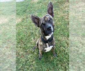 American Pit Bull Terrier-Unknown Mix Dogs for adoption in Texas City, TX, USA