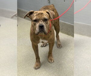 American Pit Bull Terrier-Unknown Mix Dogs for adoption in Las Vegas, NV, USA