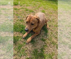 Beagle-Unknown Mix Dogs for adoption in Grovetown, GA, USA