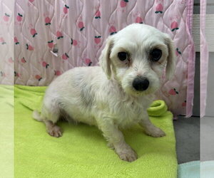 Maltese Dogs for adoption in Pacolet, SC, USA