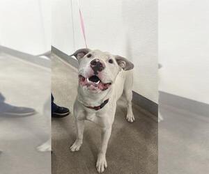 Bull Terrier-Dogo Argentino Mix Dogs for adoption in HESPERIA, CA, USA