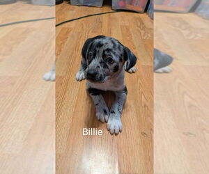 Mutt Dogs for adoption in Aurora, IN, USA