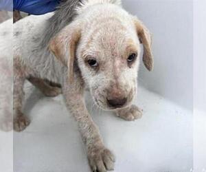Medium Photo #2 Labrador Retriever-Unknown Mix Puppy For Sale in Houston, TX, USA