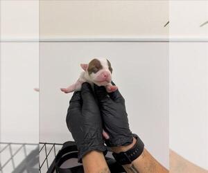 American Pit Bull Terrier-Unknown Mix Dogs for adoption in San Bernardino, CA, USA