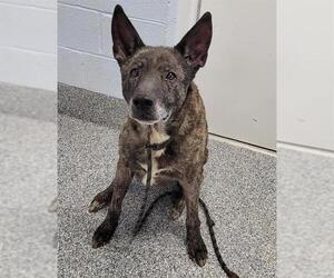 Dutch Shepherd -Unknown Mix Dogs for adoption in Westminster, MD, USA