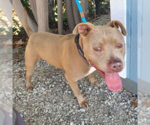 American Pit Bull Terrier Dogs for adoption in Long Beach, CA, USA