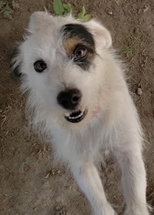Jack Russell Terrier Dogs for adoption in Pipe Creek, TX, USA