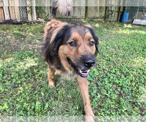Anatolian Shepherd-Chow Chow Mix Dogs for adoption in Shreveport, LA, USA