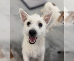 Mutt Dogs for adoption in Studio City, CA, USA