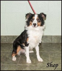 Australian Shepherd Dogs for adoption in Ada, OK, USA