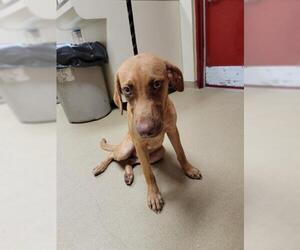 Vizsla Dogs for adoption in Lacombe, LA, USA