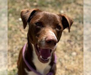 Labrador Retriever-Unknown Mix Dogs for adoption in Yardley, PA, USA
