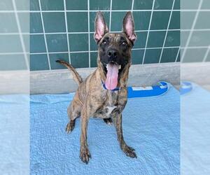 - Mix Dogs for adoption in Rancho Cucamonga, CA, USA