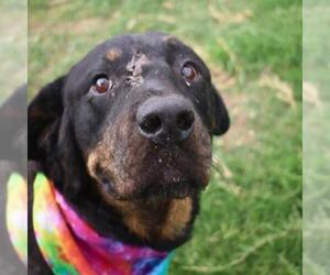 Rottweiler-Unknown Mix Dogs for adoption in San Antonio, TX, USA