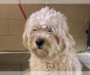 Mal-Shi Dogs for adoption in pomona, CA, USA